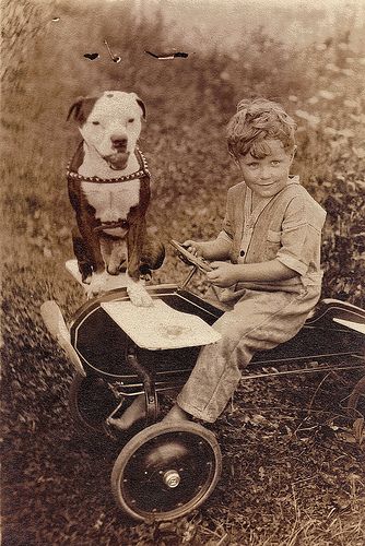 A boy, his pedal plane, and his pit bull dog.