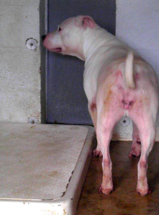A Dirty Little Secret Is Finally Being Exposed - Disgusting and heartbreaking neglect at this so called 