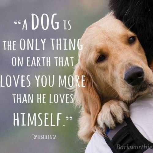 A dog is the only thing on earth that loves you more than he loves himself