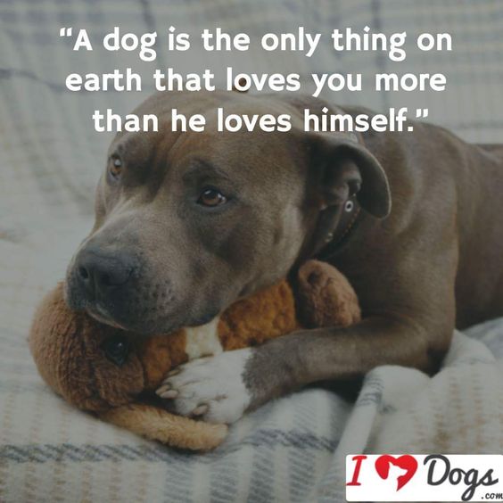 A dog is the only thing on earth