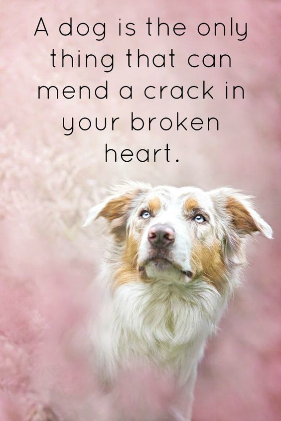 A dog is the only thing that can mend a crack in your broken heart.