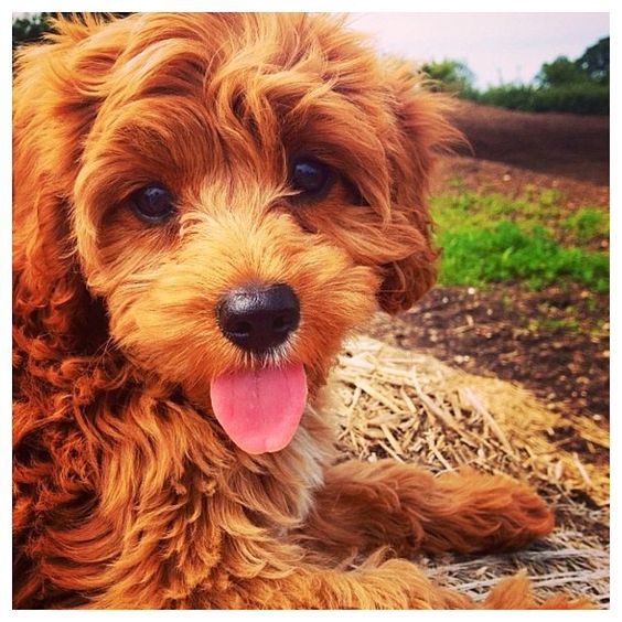 A fluffy little Cavapoo puppy! Congrats to @copperthecavapoo & thanks for posting!