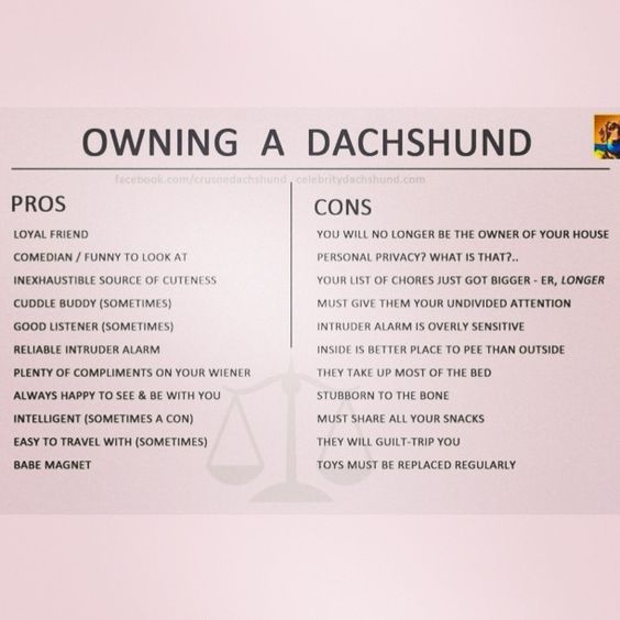 A funny little Pros and Cons list of owning a Dachshund by Crusoe the Celebrity Dachshund #dachshund #doxie #sausagedog #weinerdog #crusoe #prosandcons This is all so very true! @Irene Hoffman Hoffman Hoffman Mediavilla Fuentes @Rachel C