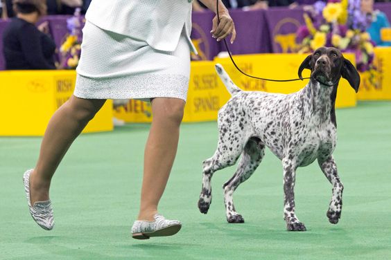 A German shorthaired pointer named CJ won 