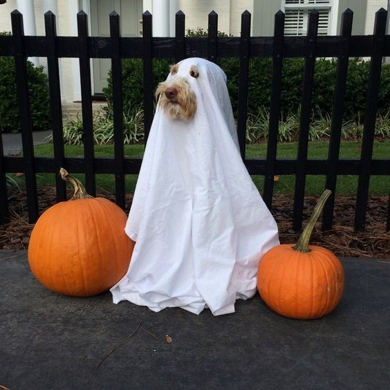 A ghost! | 27 Dog Halloween Costumes You'll Want To Steal For Yourself