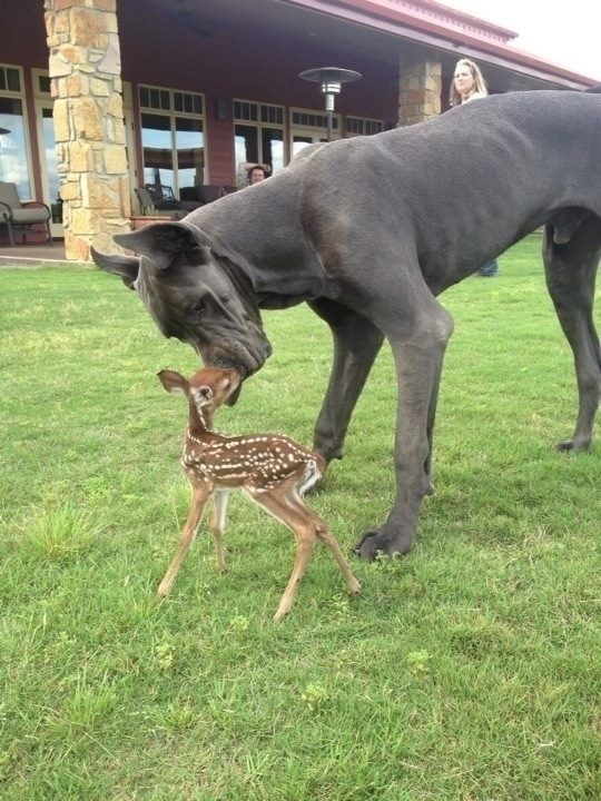 A Great Dane who is friends with a fawn. | 51 Animal Pictures You Need To See Before You Die