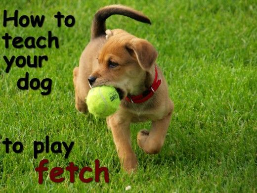 A How to guide about teaching your dog to play fetch