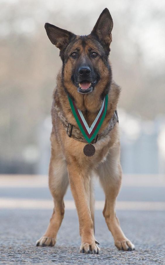 A military dog who lost a leg when sniffing out a roadside bomb has been awarded the animal equivalent of the Victoria Cross after serving in more than 400 missions in Iraq and Afghanistan. Lucca, a 12-year-old German shepherd, served in the US Marine Corps for six years, protecting the lives of troops by sniffing out munitions.