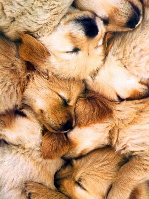 a puddle of goldens