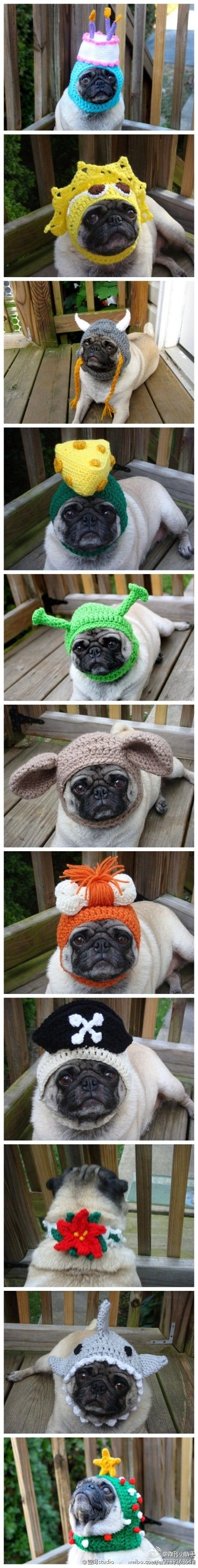 A pug of many hats