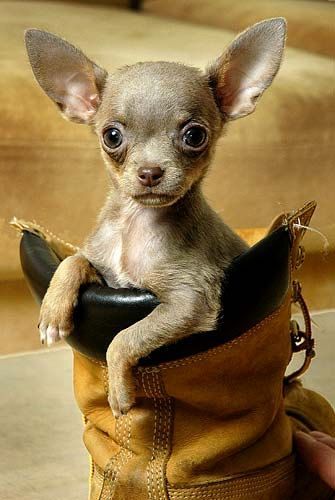 .A real shoe in for  wink, wink ~ Great Chihuahua Portrait