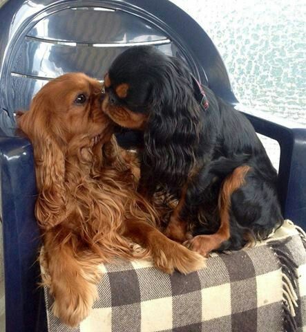 A ruby and a black and tan King Charles Cavalier Spaniels in love