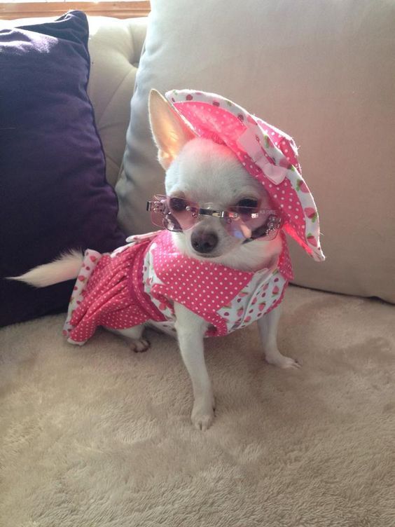 A sassy little chihuahua named Pixie.