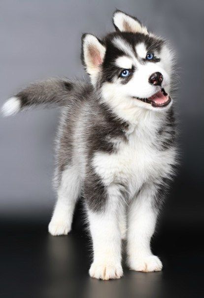 A smiling and happy, blue-eyed husky pup.