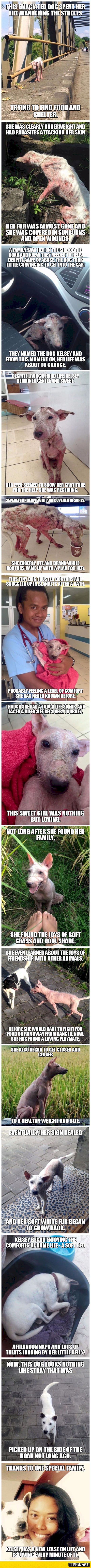 A Story of a Stray Dog… Faith in Humanity Restored *CRYING SO MUCH TEARS* BRAVISSIMO.