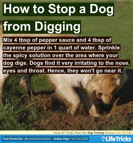 A surefire way to get your #Dog to stop digging.
