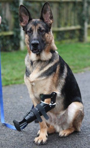 A three-legged Rescue German Shepherd Dog, Shadow. has been given a revolutionary new prosthetic paw after its fore leg was almost torn off in a trap