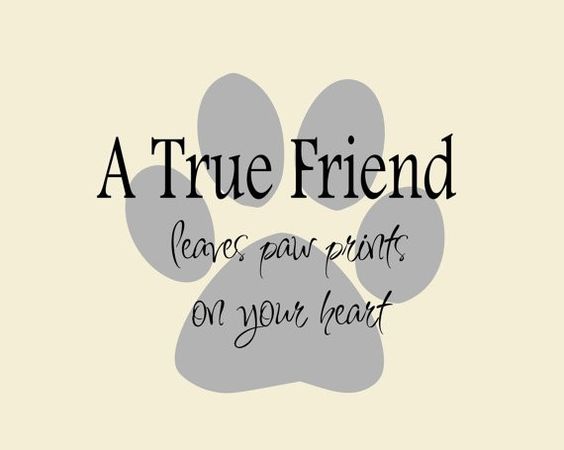 A True  Dog Quote on Paw Print Vinyl Wall Decal, Dog Bumper Sticker, Dog Wall Decal | Dog Lovers Galore