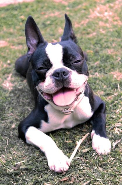 A very happy boston terrier