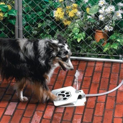 A water fountain your dog runs.