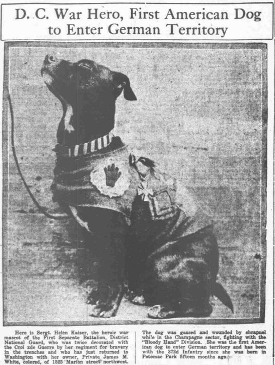 A World War I Hero: First American Dog to Enter German Territory