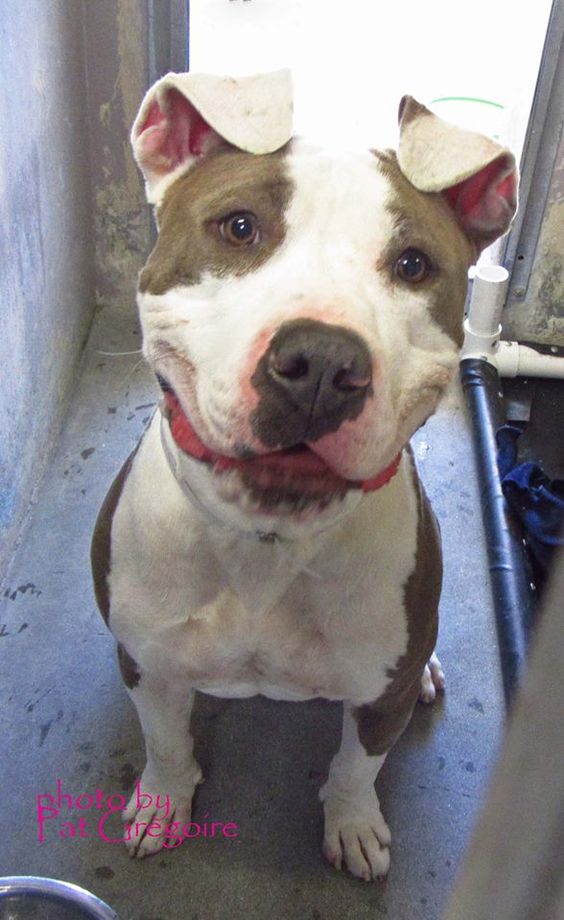A4772505 My name is Joe. I am an extremely friendly 2 yr old neutered male white/tan pit bull mix (don'tcha LOVE my ears!! ♥). I came to the shelter as a stray on Nov 2. available 11/6/14 Baldwin Park shelter Open for Adoptions 7 days a Week 4275 Elton Street, Baldwin Park, California 91706 Phone 626 430 2378 Hours: Monday - Thursday 12 - 7 Friday - Sunday 10 - 5