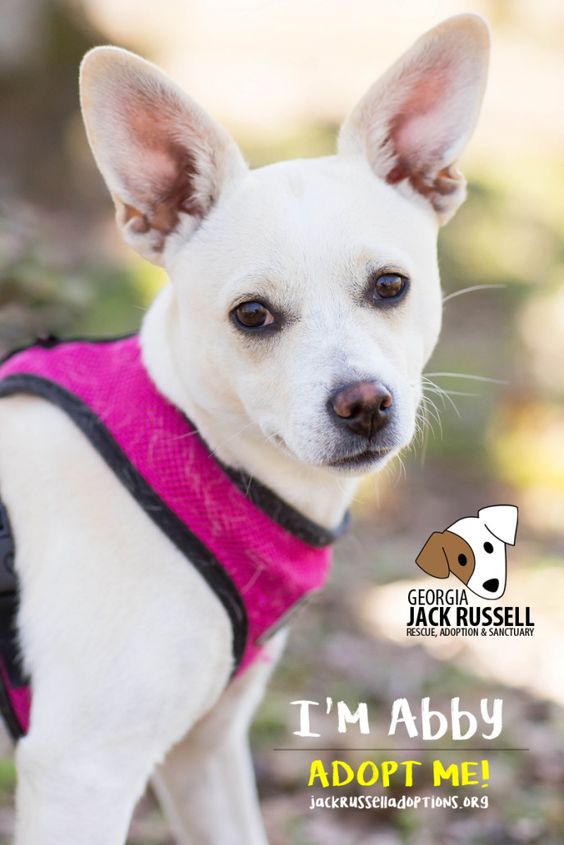 Abby is looking for a family with other young dogs she can play with ... 24/7 ... 365 ... #AdoptTerrier
