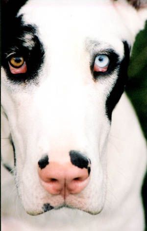 according to a Native American myth, dogs with different colored eyes can see both heaven and earth.