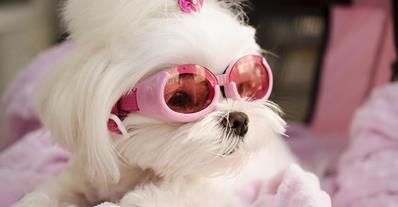 According to the Dog Reference web site, the Maltese is the #1 most beloved dog of all time!