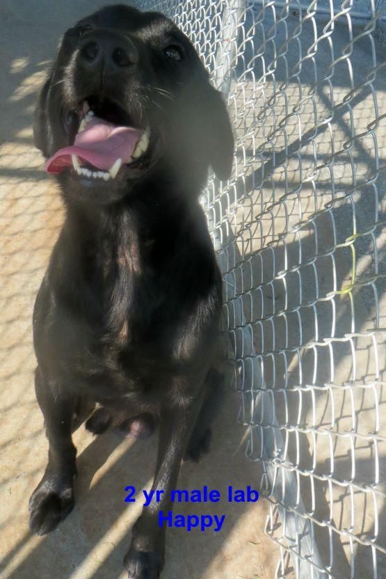 ADOPT! Happy~ Black Labrador Retriever • Adult • Male • Medium Bladen County Animal Shelter Elizabethown, NC STILL LISTED 1-19-15