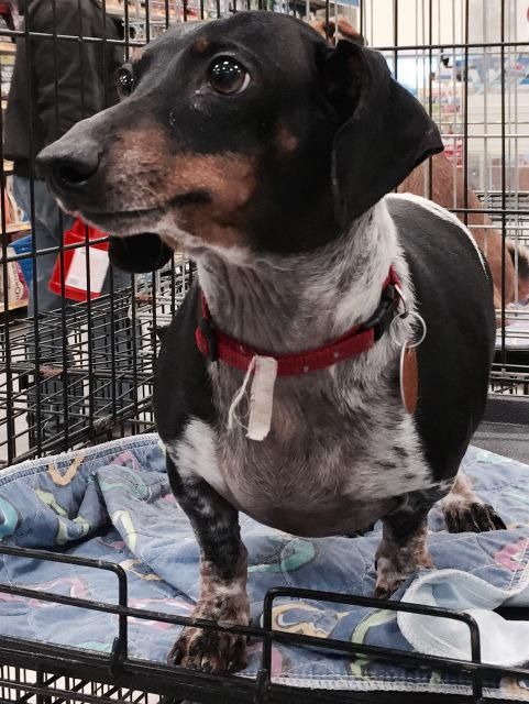 Adoptable Dachshund • Adult • Male • Small Helping Paws Animal Rescue Lindsay, OK