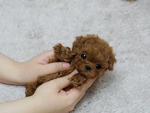 Adorable Amazing Cutie ~ Precious Micro Teacup Poodle Beautiful Red Available!