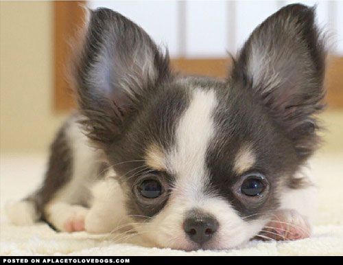 Adorable Baby Chihuahua
