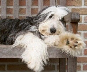 Adorable! Bearded collie