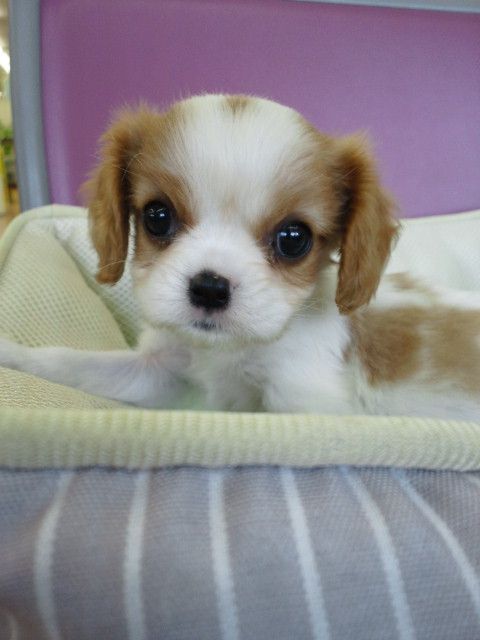 ADORABLE Blenheim Cavalier King Charles Spaniel puppy!