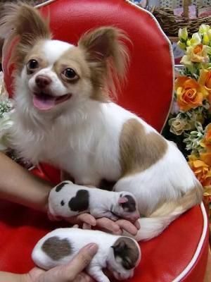 adorable chihuahua puppies with heart-shaped markings like their mother