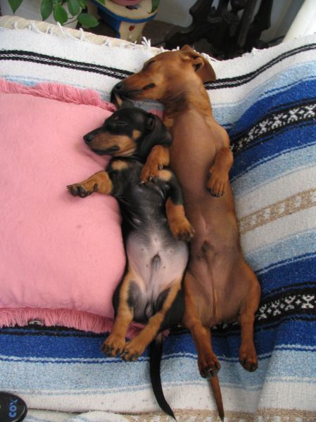 Adorable Doxies!