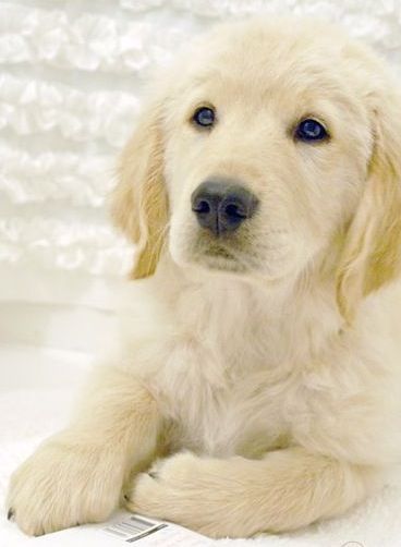 adorable golden puppy