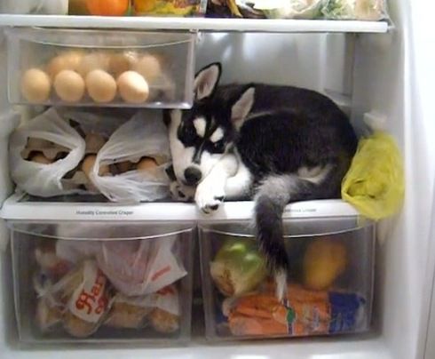 Adorable Husky puppy finds unusual place to cool off (VIDEO) » DogHeirs | Where Dogs Are Family « Keywords: fridge, husky, cool, cold