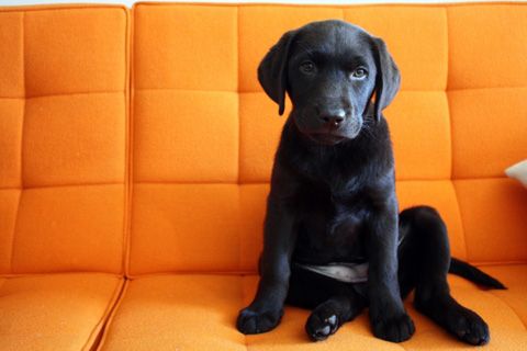 Adorable! I'm a sucker for a black lab puppy!