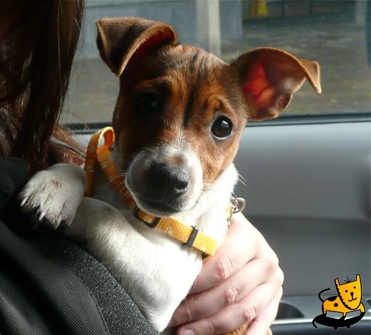 Adorable Jack Russell - what a face!