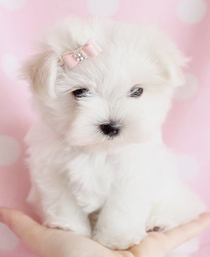 Adorable Maltese Puppy by TeaCups Puppies & Boutique. Wish tea cups were not so wrong They are cruel to be brought into this  to be
