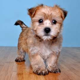 Adorable morkie puppy