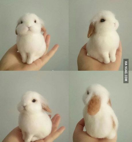 Adorable & photogenic bunny.
