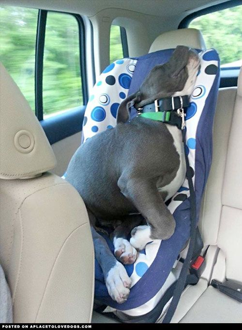 Adorable Pitbull puppy was sooooooo tired on the drive that he took a nap in the kid’s car seat!