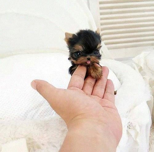 Adorable Yorkie puppy