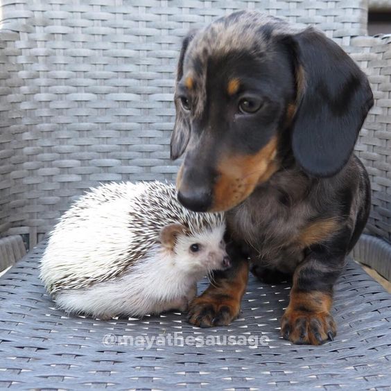 African Pygmy hedgehog and Silver Dapple miniature dachshund
