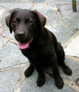Ages and stages in Labrador puppy training - The Labrador Site
