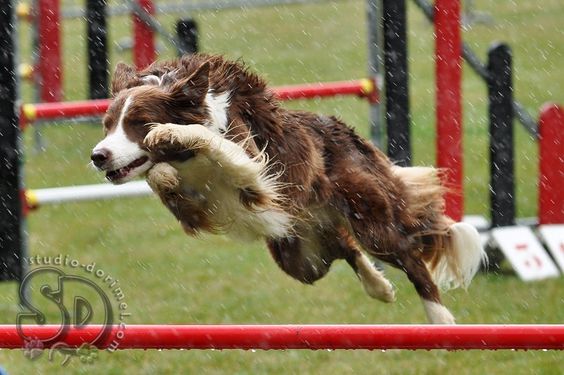 Agility  even the rain will stop this Border Collie from having fun.