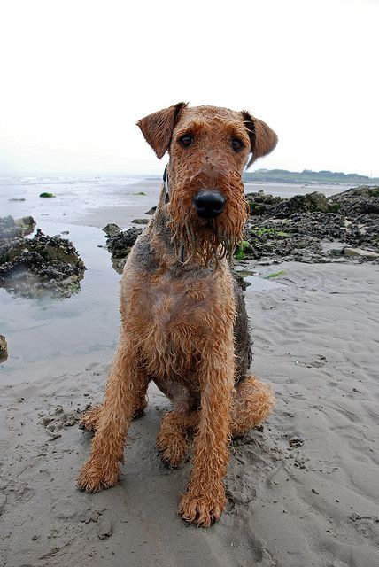Airedale Terrier #Dogs